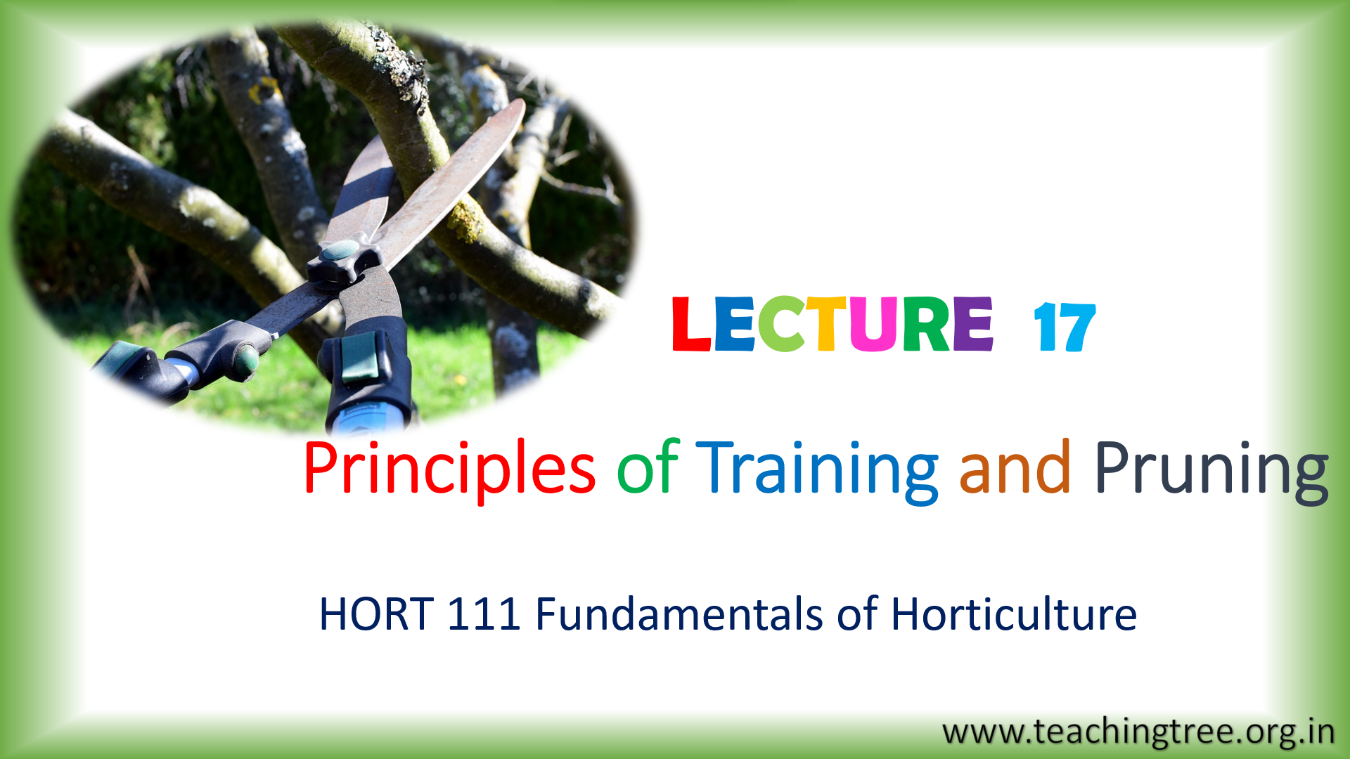 Training and Pruning PPT