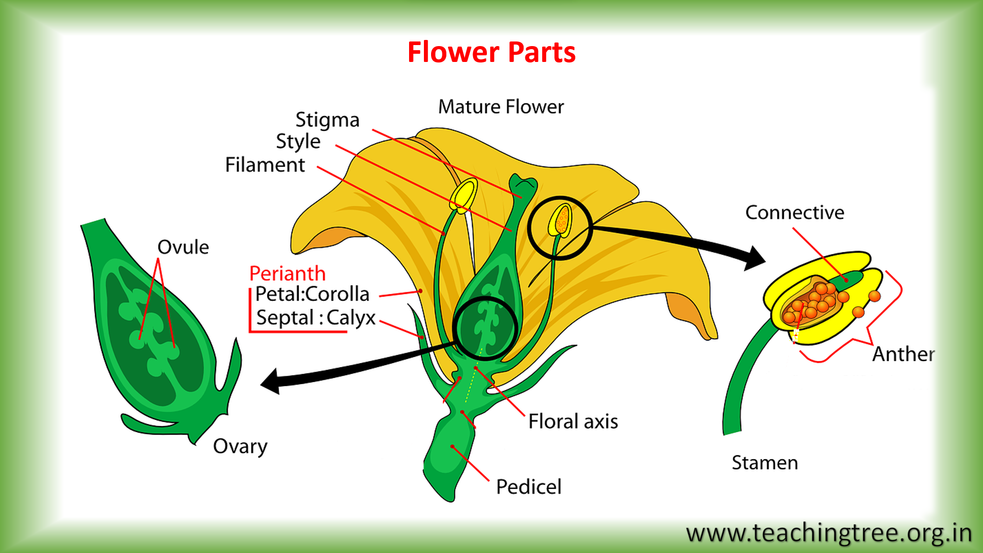 Pollination, Fertilization, Pollinizer and Pollinator PPT