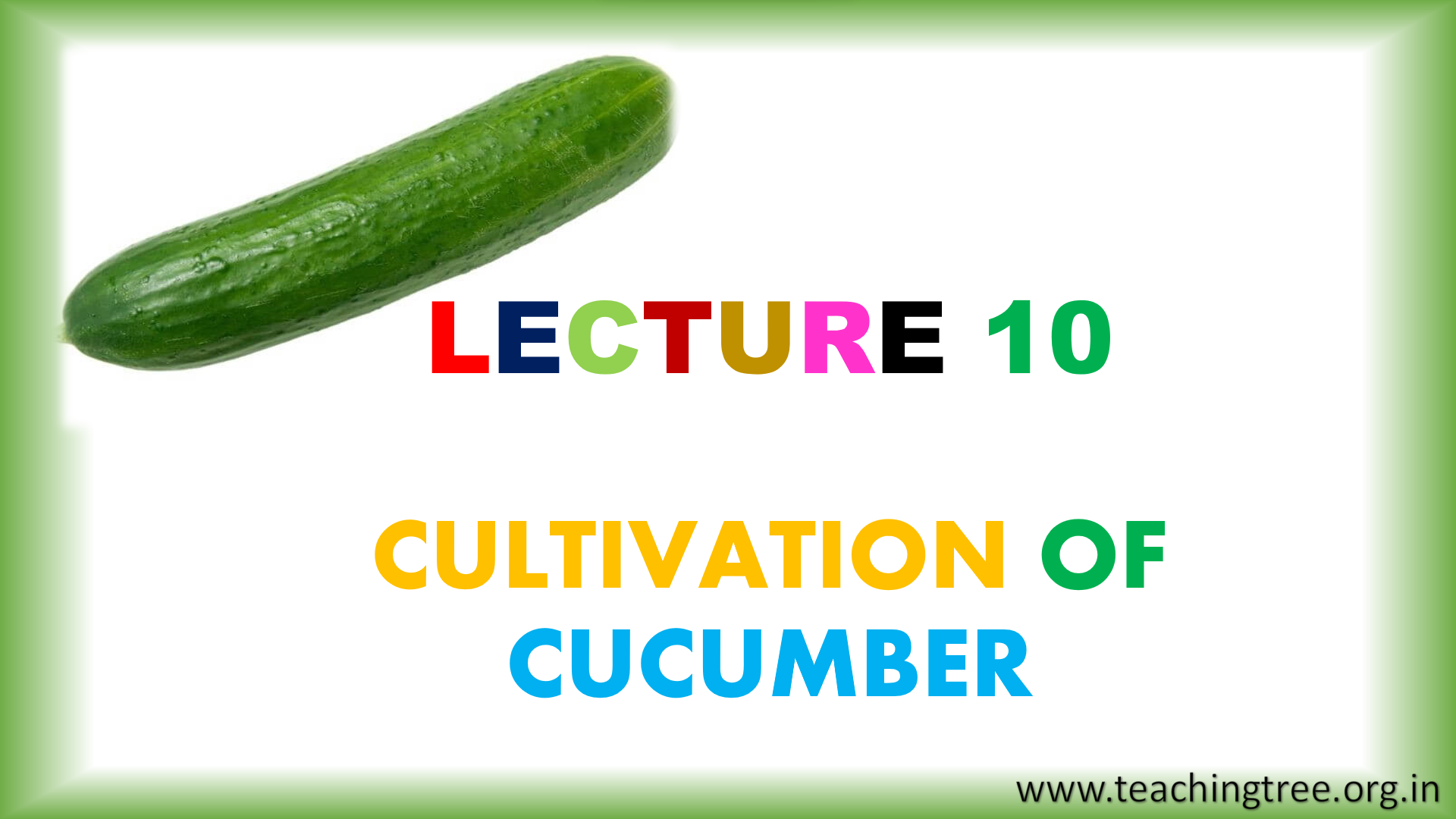 Cucumber Cultivation PPT