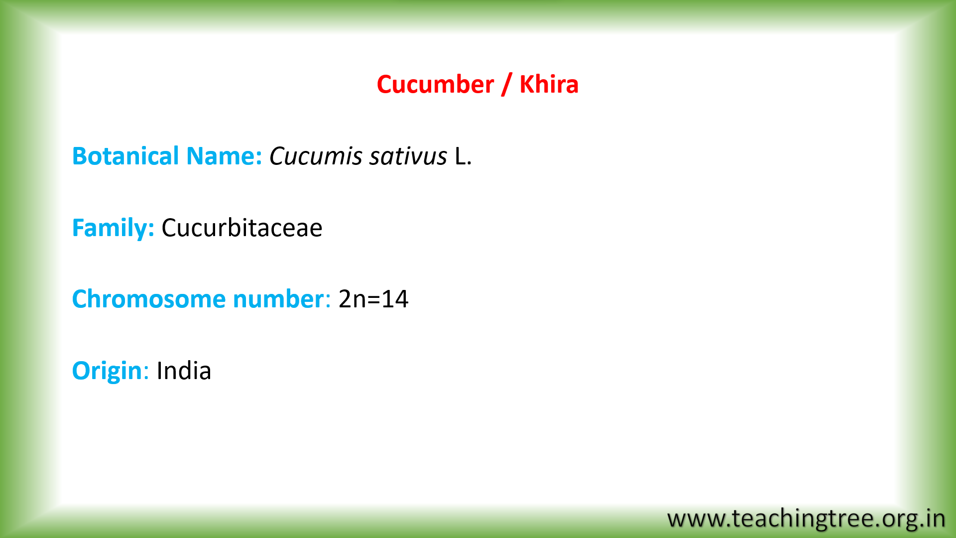 Cucumber Cultivation PPT