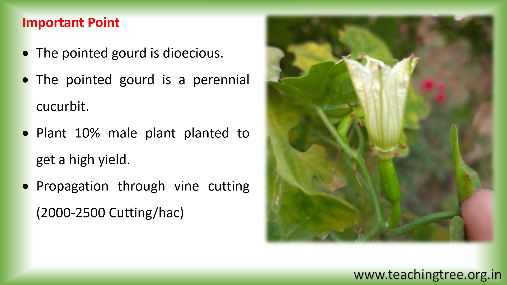 Pointed Gourd Cultivation PPT