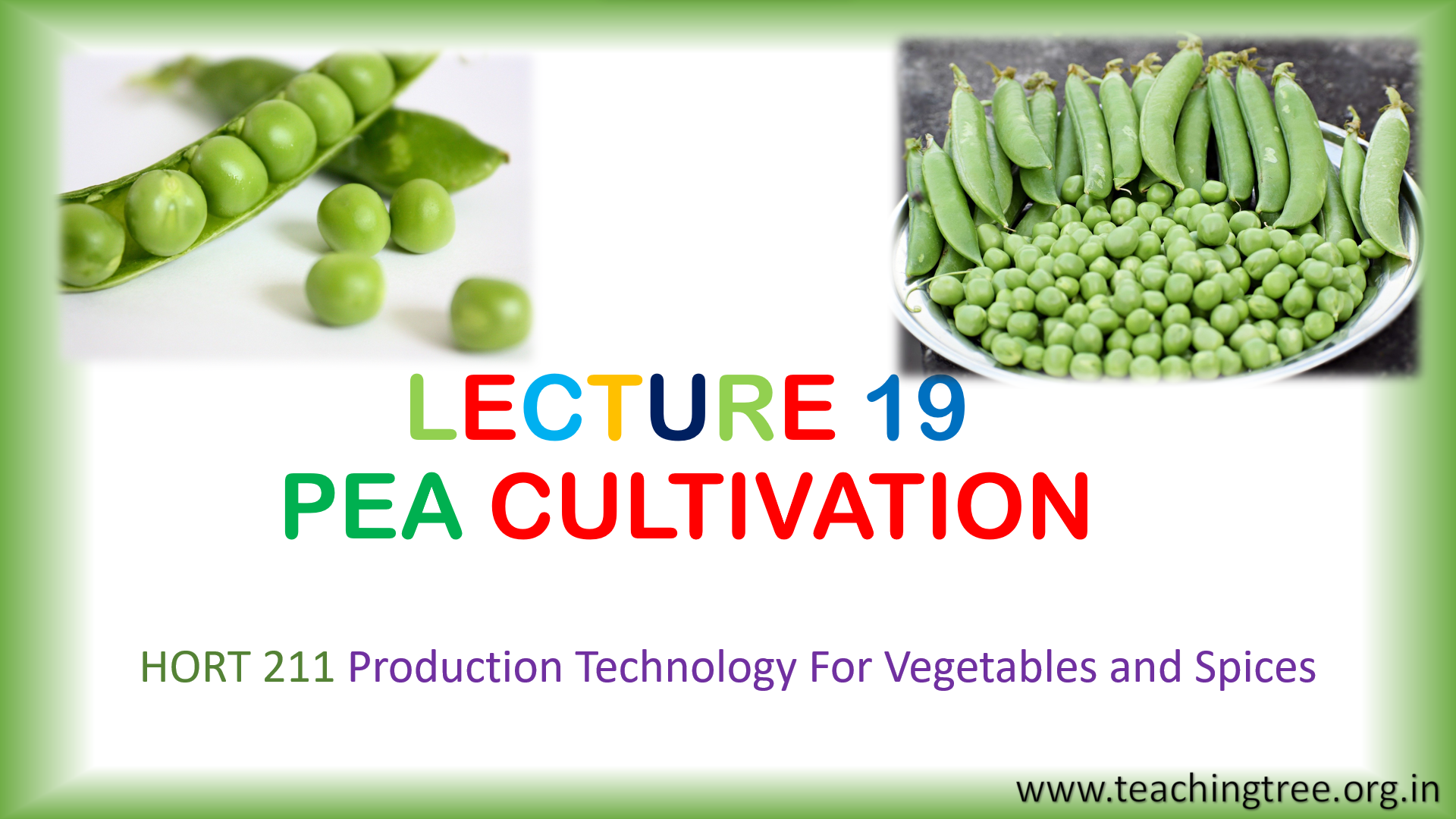 Pea Cultivation PPT