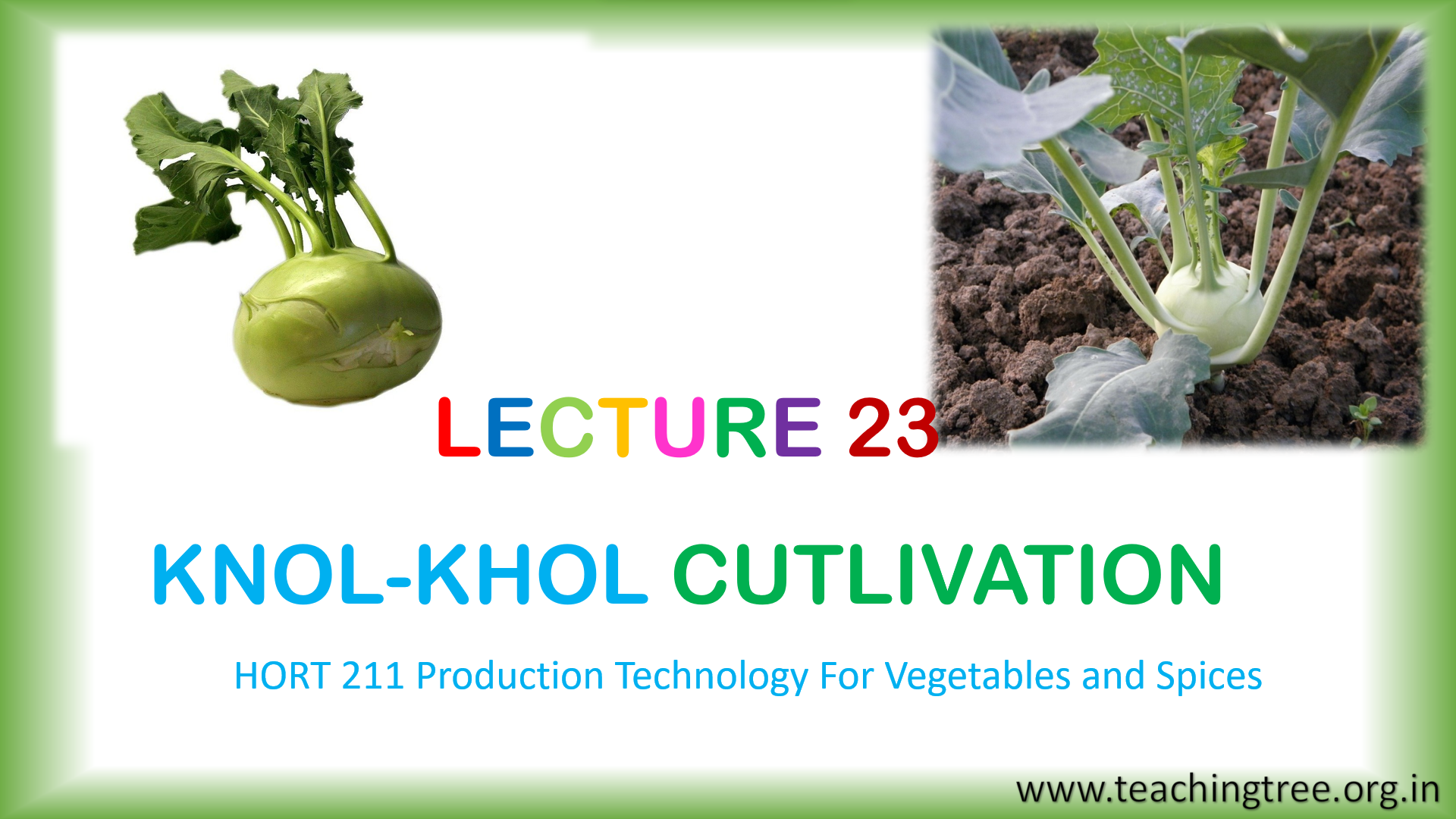 Knol Khol Cultivation PPT