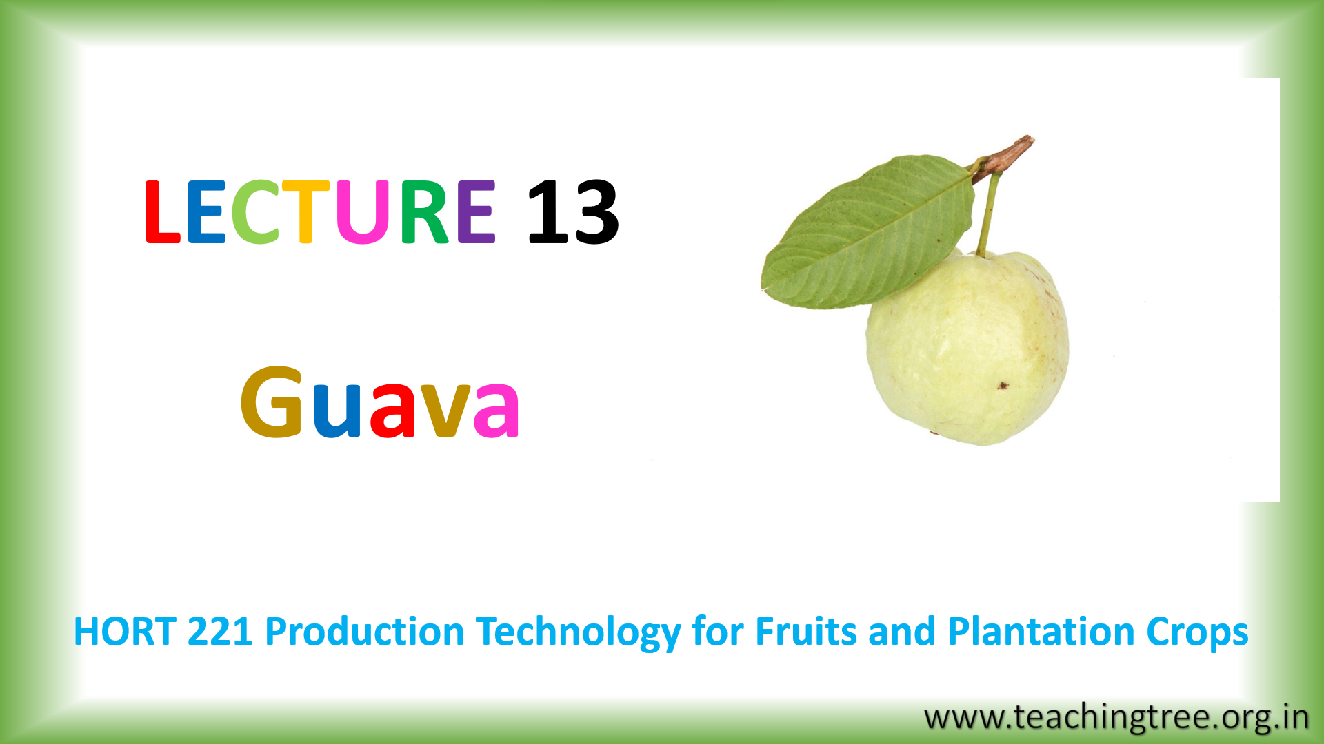 Guava Cultivation PPT
