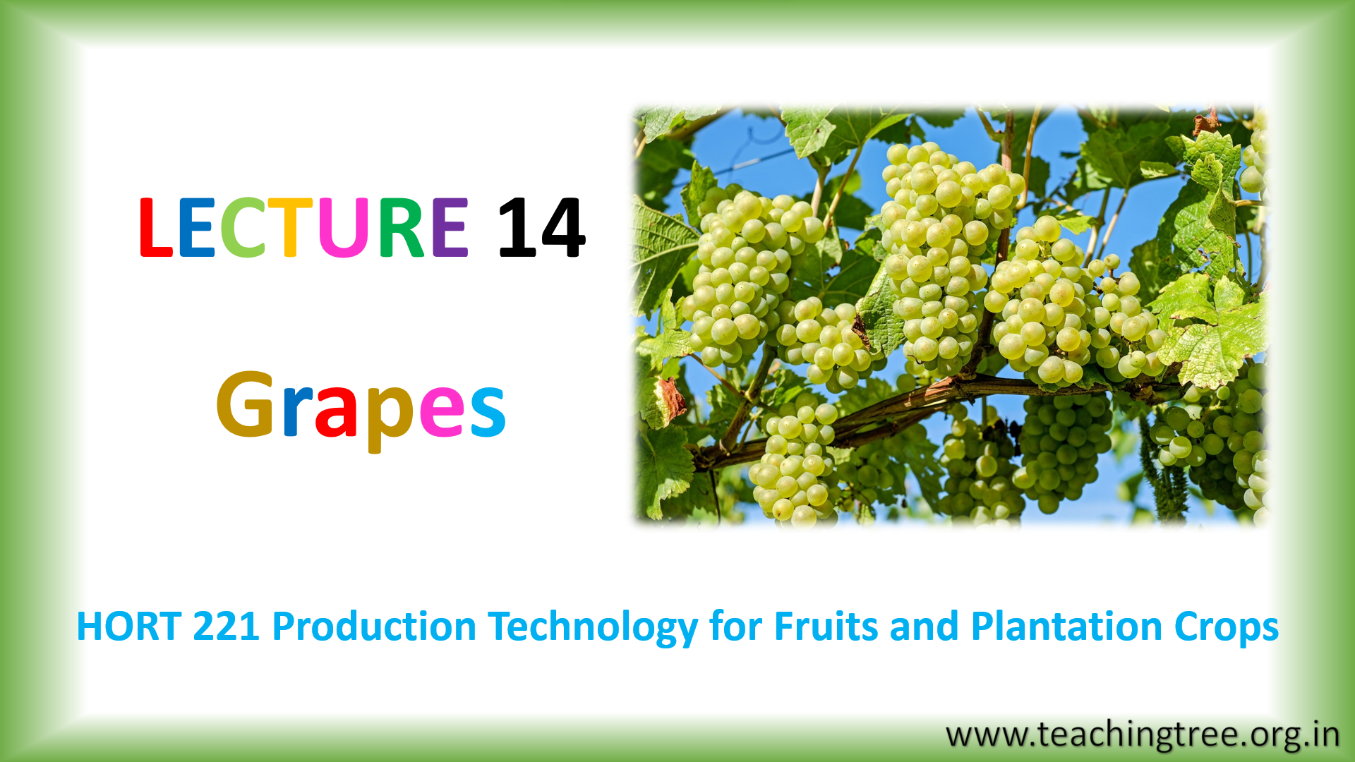 Grape Cultivation PPT