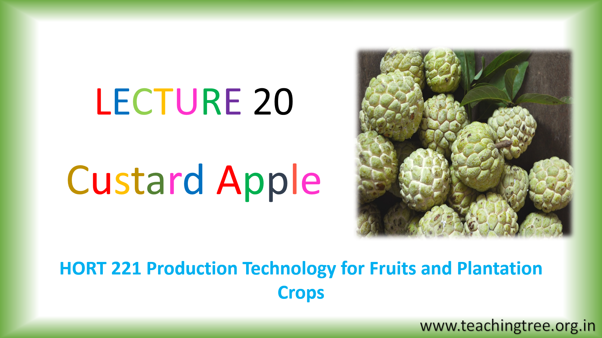 Custard Apple Cultivation PPT
