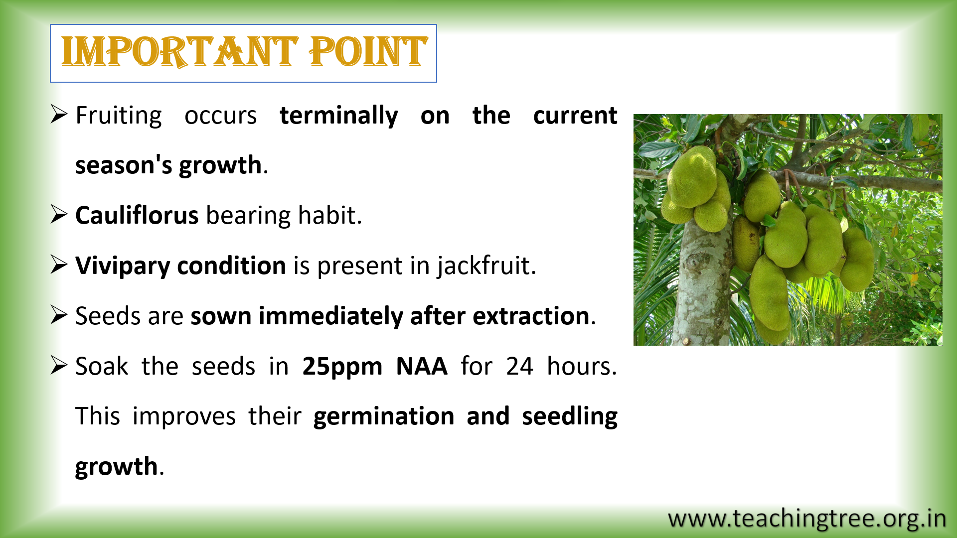 Jack Fruit Cultivation PPT